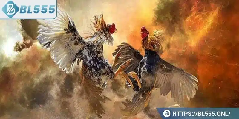 Đá gà cựa sắt - Cách chơi hay và các kỹ thuật hiệu quả 4 Đá gà cựa sắt được hiểu là gì