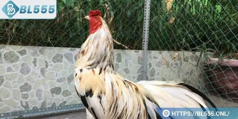 Gà ngũ sắc chân trắng - Đặc điểm và bí kíp chơi dành cho bạn 6 Đọc ngay bí kíp giúp chơi gà ngũ sắc dễ thắng